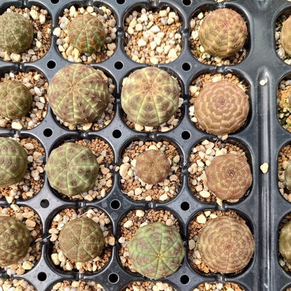 【園主おまかせ・入門株】ユーフォルビア・オベサ Euphorbia obesa