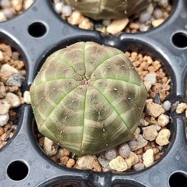 種】ユーフォルビア・オベサ [現地採種]/Euphorbia obesa – プラント