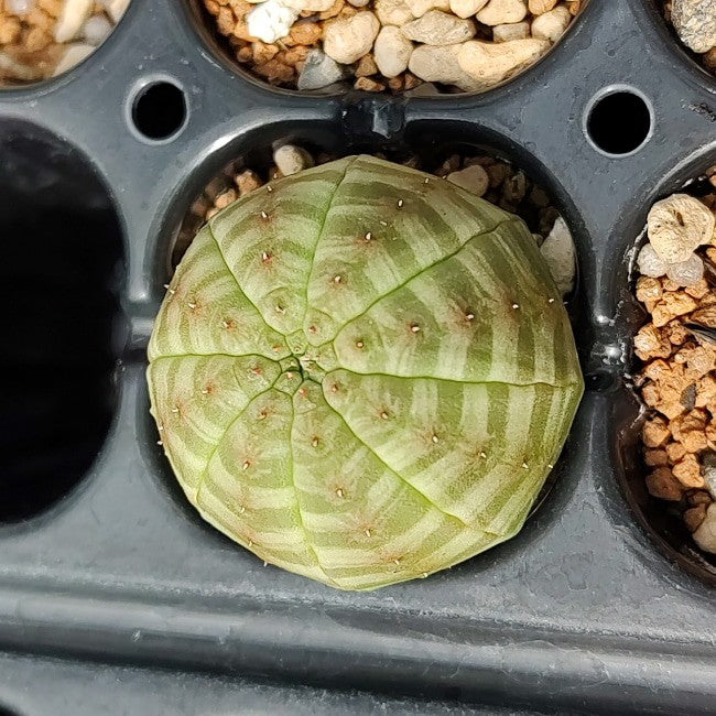 【園主おまかせ・入門株】ユーフォルビア・オベサ Euphorbia obesa