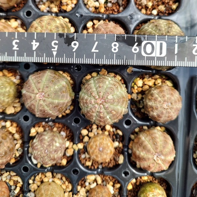 種】ユーフォルビア・オベサ [現地採種]/Euphorbia obesa – プラント