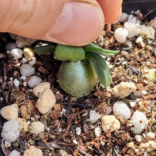 【園主おまかせ・入門株】パキポディウム・サキュレンタム Pachypodium succulentum