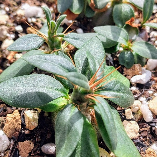 【種】パキポディウム・サキュレンタム 天馬空 / Pachypodium succulentum