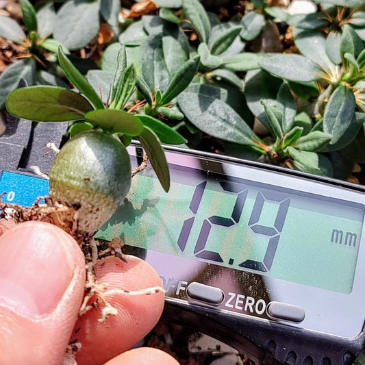 【園主おまかせ・入門株】パキポディウム・サキュレンタム Pachypodium succulentum