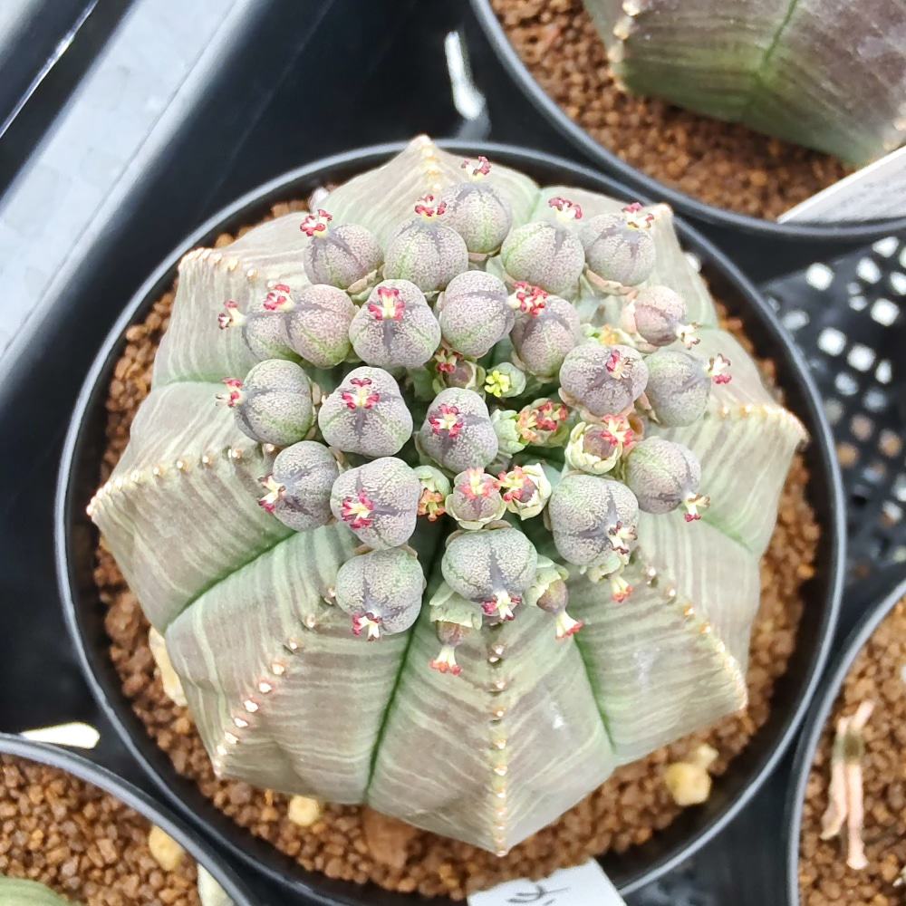 種】ユーフォルビア・オベサ [現地採種]/Euphorbia obesa – プラント