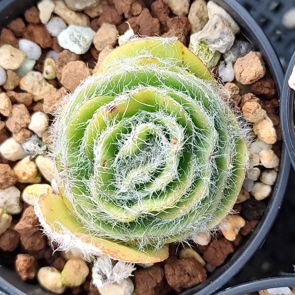 Crassula barbata / クラッスラ・バルバータ 月光 [現地採種]