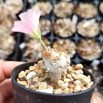 Monsonia peniculinum / モンソニア・ぺニクリナム [自家採種]