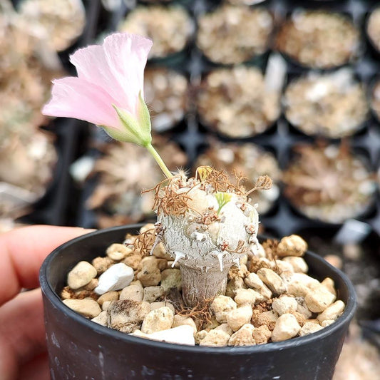 Monsonia peniculinum / モンソニア・ぺニクリナム [自家採種]