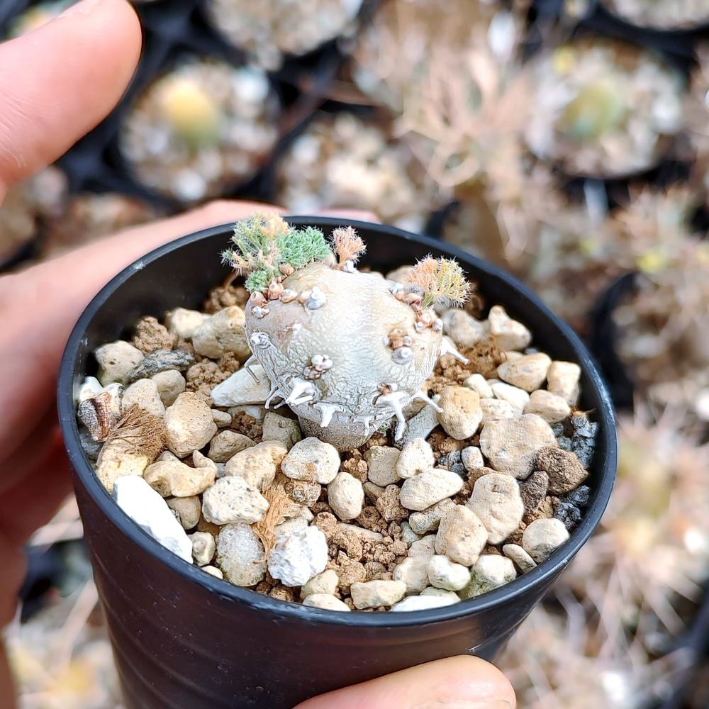 Monsonia peniculinum / モンソニア・ぺニクリナム [自家採種]