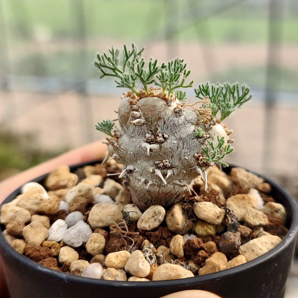 モンソニア　ペニクリナ　種子20粒 monsonia peniculi 種】モンソニア・ぺニクリナム [自家採種] / Monsonia peniculinum