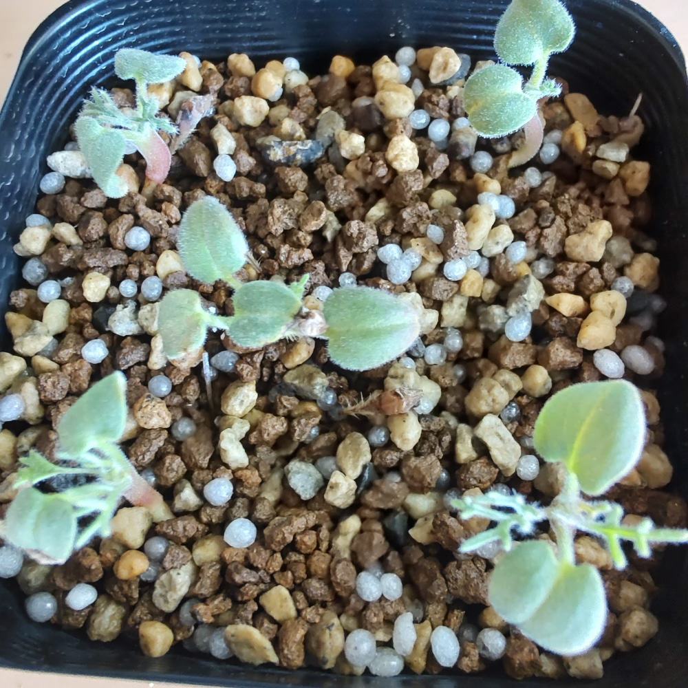 種】モンソニア・ぺニクリナム [自家採種] / Monsonia peniculinum