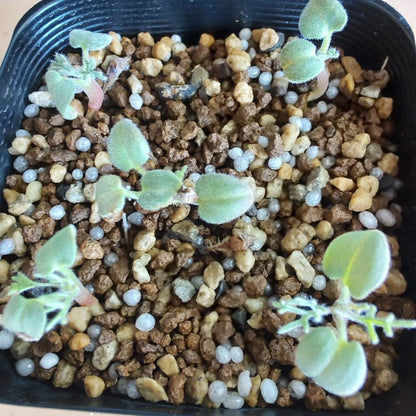 Monsonia peniculinum / モンソニア・ぺニクリナム [自家採種]