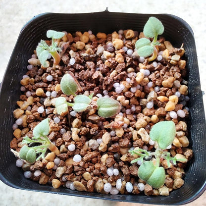 Monsonia peniculinum / モンソニア・ぺニクリナム [自家採種]