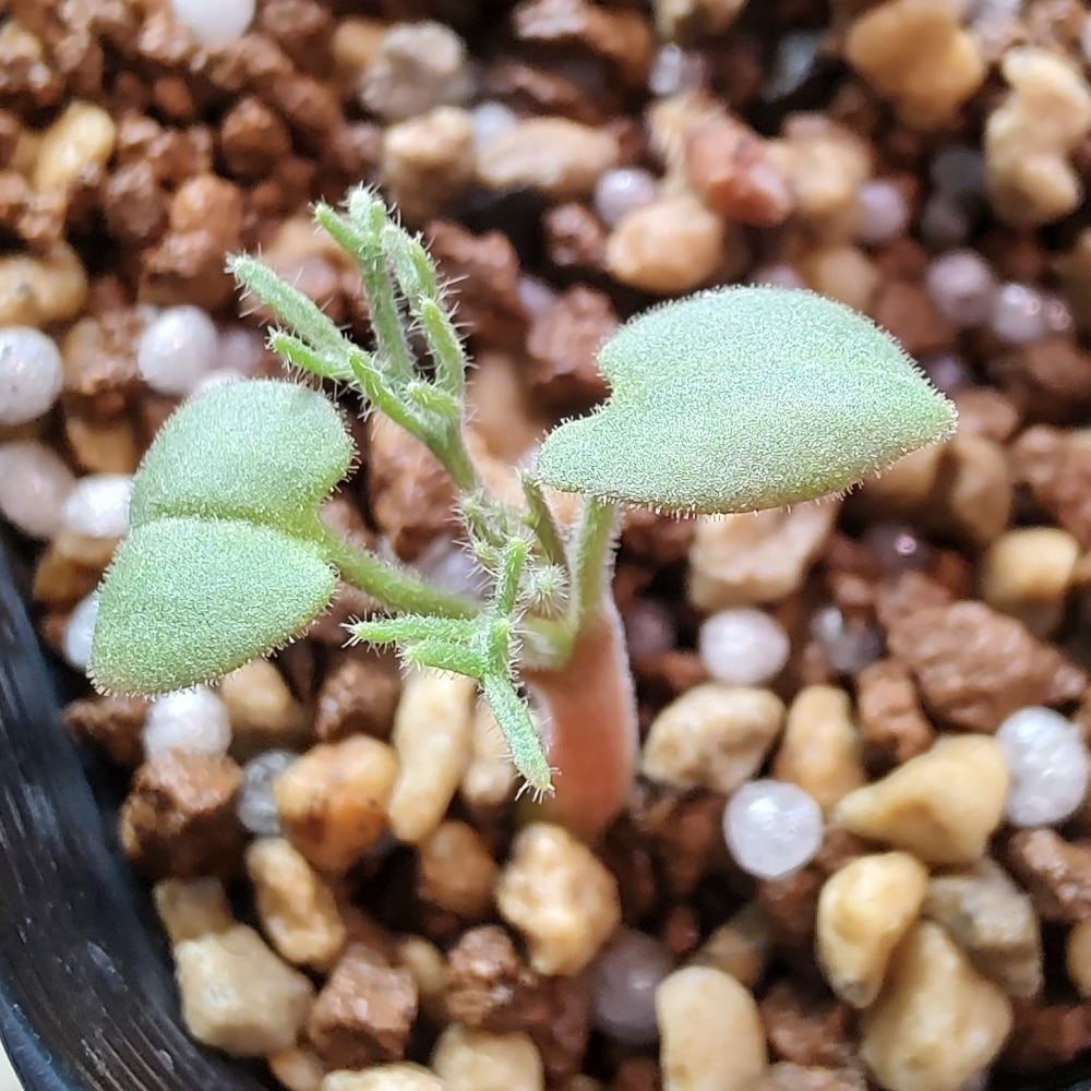 種】モンソニア・ぺニクリナム [自家採種] / Monsonia peniculinum