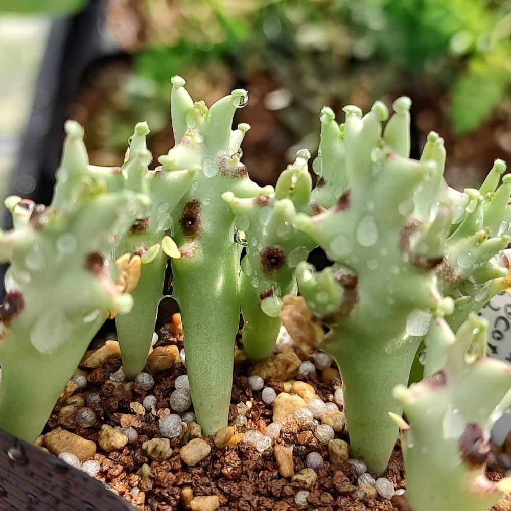 【種】モノルマ・ソコトラナ / Monolluma socotrana