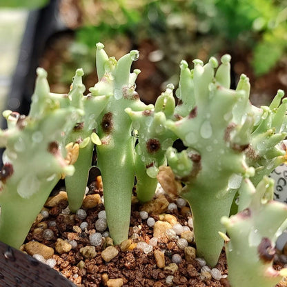 【種】モノルマ・ソコトラナ / Monolluma socotrana