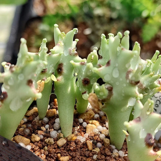 Monolluma socotrana / モノルマ・ソコトラナ