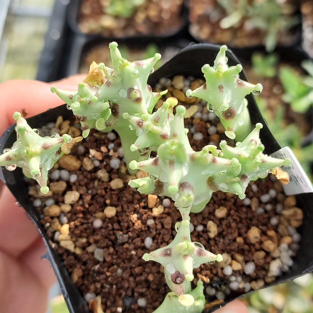 【種】モノルマ・ソコトラナ / Monolluma socotrana