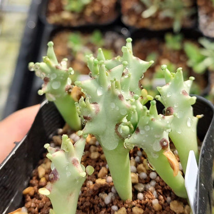 【種】モノルマ・ソコトラナ / Monolluma socotrana