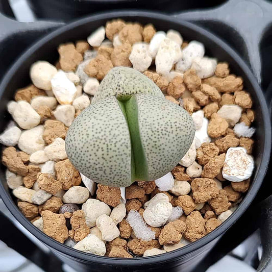 【園主おまかせ・入門株】帝玉 pleiospilos nelii