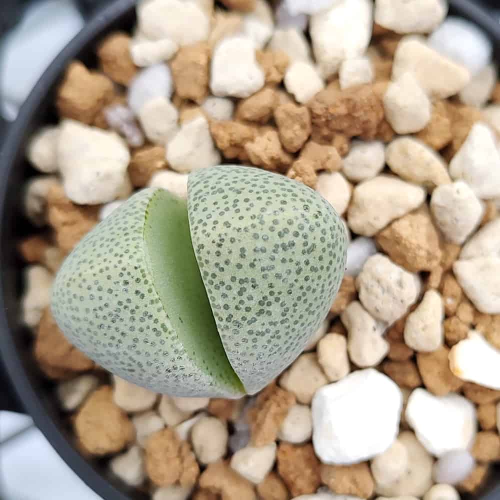 【園主おまかせ・入門株】帝玉 pleiospilos nelii