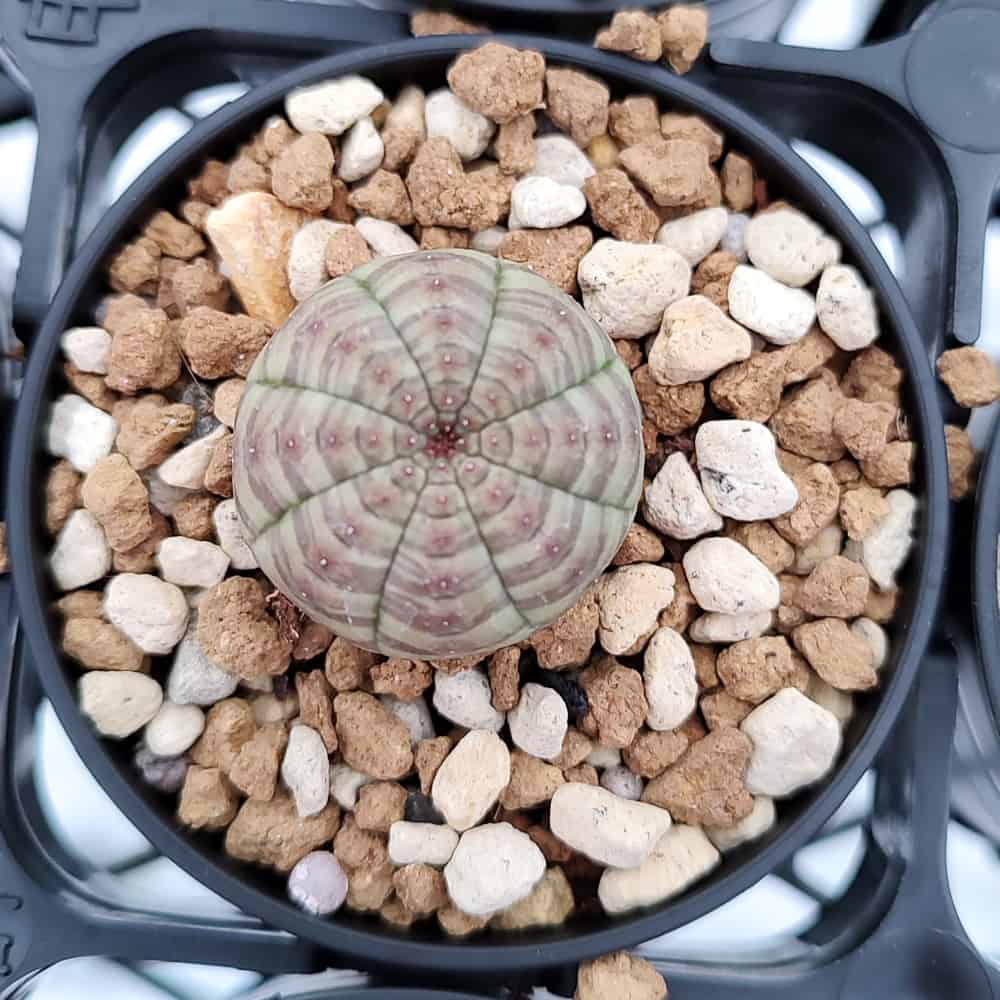 【園主おまかせ・入門株】ユーフォルビア・オベサ