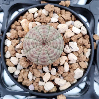 【園主おまかせ・入門株】ユーフォルビア・オベサ