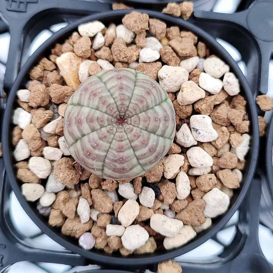 【園主おまかせ・入門株】ユーフォルビア・オベサ