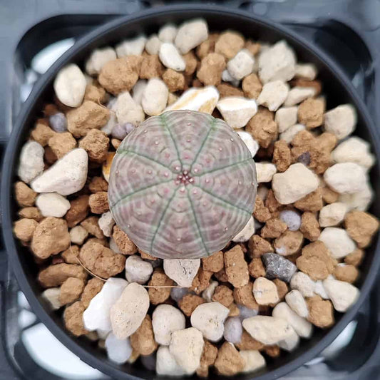 【園主おまかせ・入門株】ユーフォルビア・オベサ