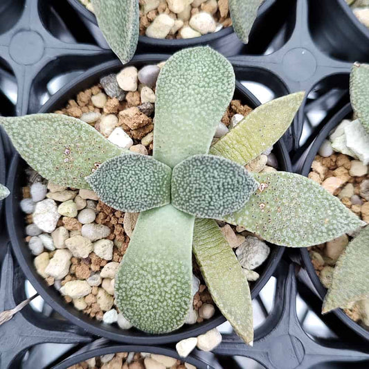 【園主おまかせ・入門株】アロイノプシス・ルブロリネアータ 花錦 Aloinopsis rubrolineata