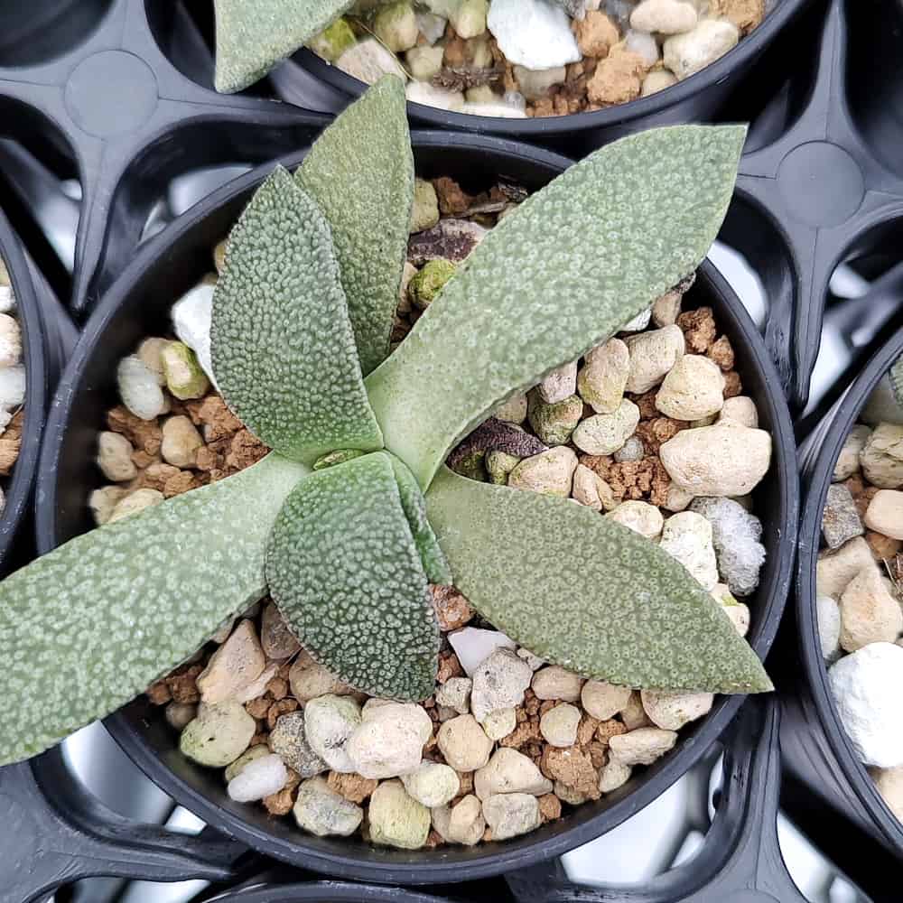 【園主おまかせ・入門株】アロイノプシス・ルブロリネアータ 花錦 Aloinopsis rubrolineata