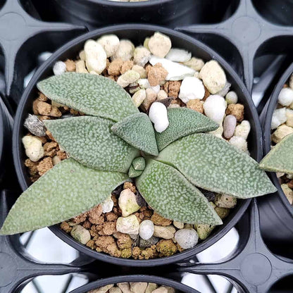 【園主おまかせ・入門株】アロイノプシス・ルブロリネアータ 花錦 Aloinopsis rubrolineata