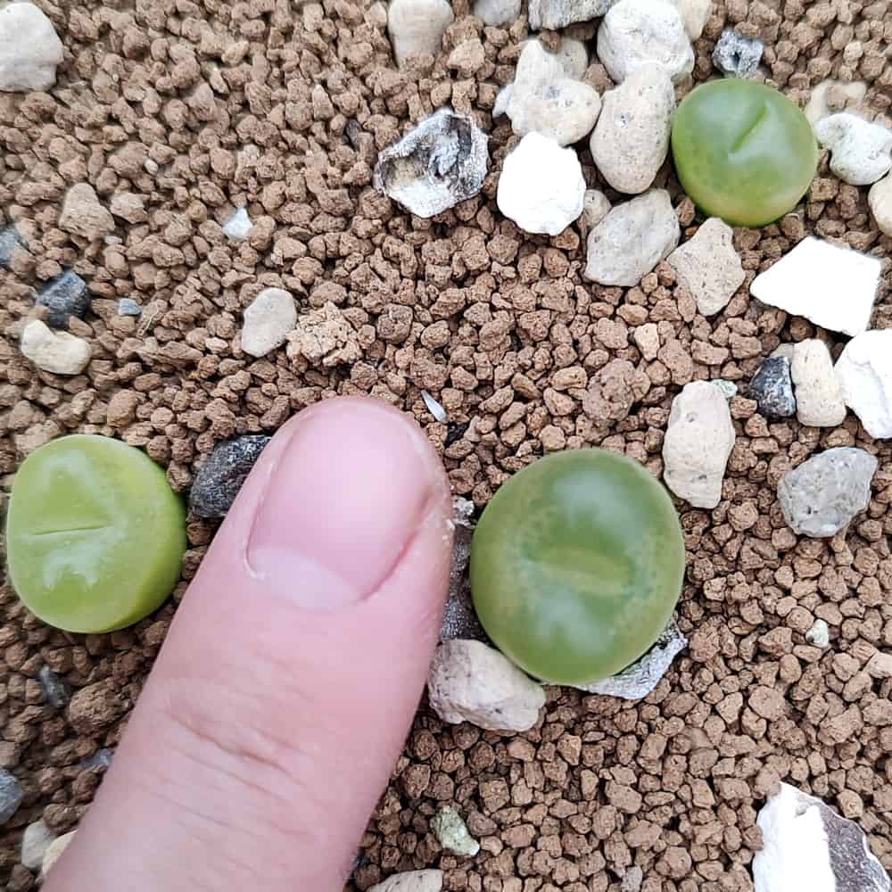 【園主おまかせ・入門株】コノフィツム・マウガニー