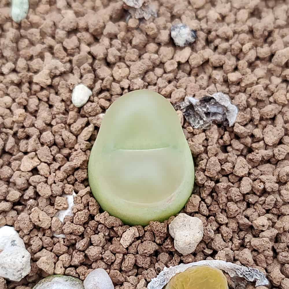 【園主おまかせ・入門株】コノフィツム・マウガニー