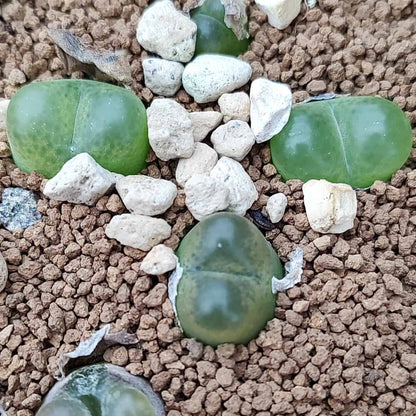 【園主おまかせ・入門株】コノフィツム・マウガニー