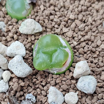 【園主おまかせ・入門株】コノフィツム・マウガニー