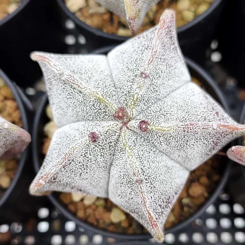 【園主おまかせ・入門株】アストロフィツム・恩塚鸞鳳玉