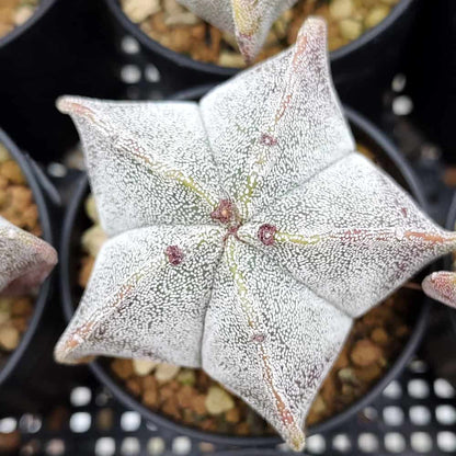 【園主おまかせ・入門株】アストロフィツム・恩塚鸞鳳玉