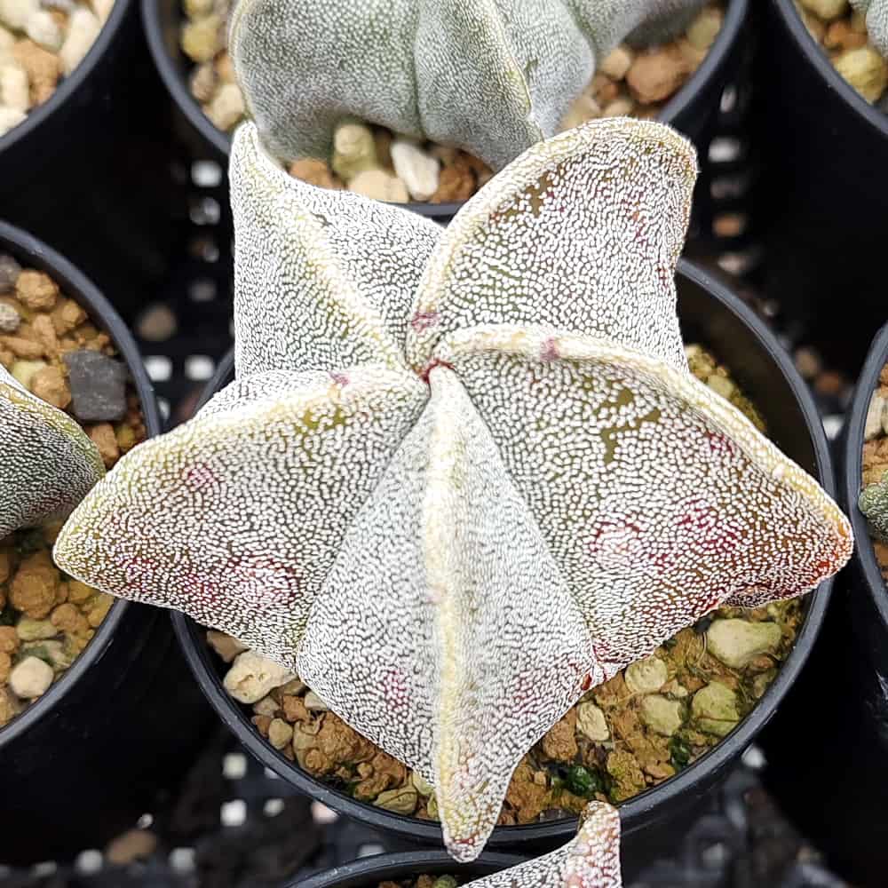 【園主おまかせ・入門株】アストロフィツム・恩塚鸞鳳玉