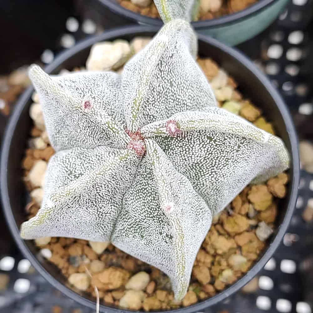 【園主おまかせ・入門株】アストロフィツム・恩塚鸞鳳玉