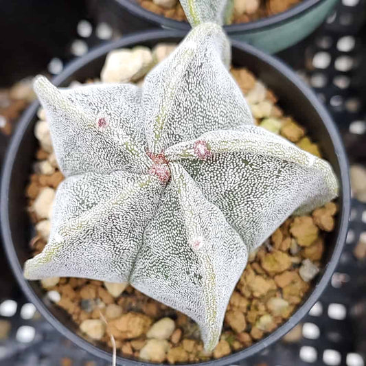 【園主おまかせ・入門株】アストロフィツム・恩塚鸞鳳玉