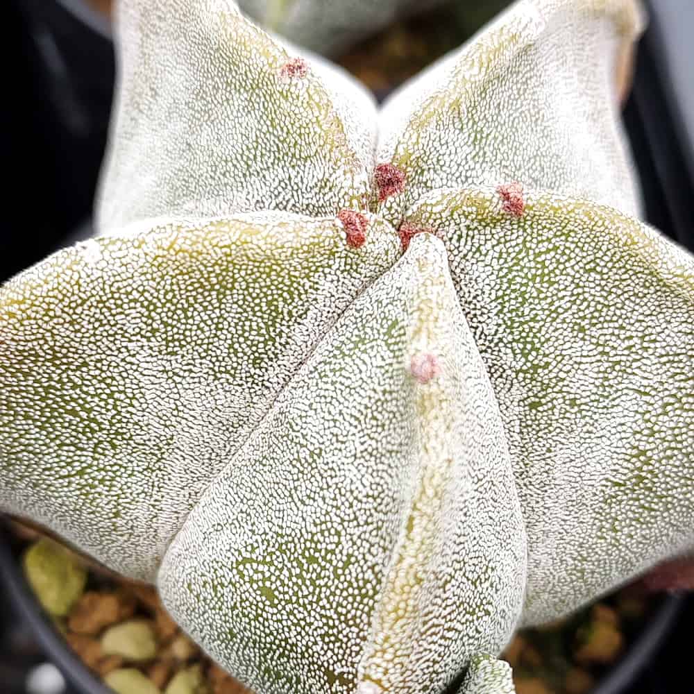 【園主おまかせ・入門株】アストロフィツム・恩塚鸞鳳玉