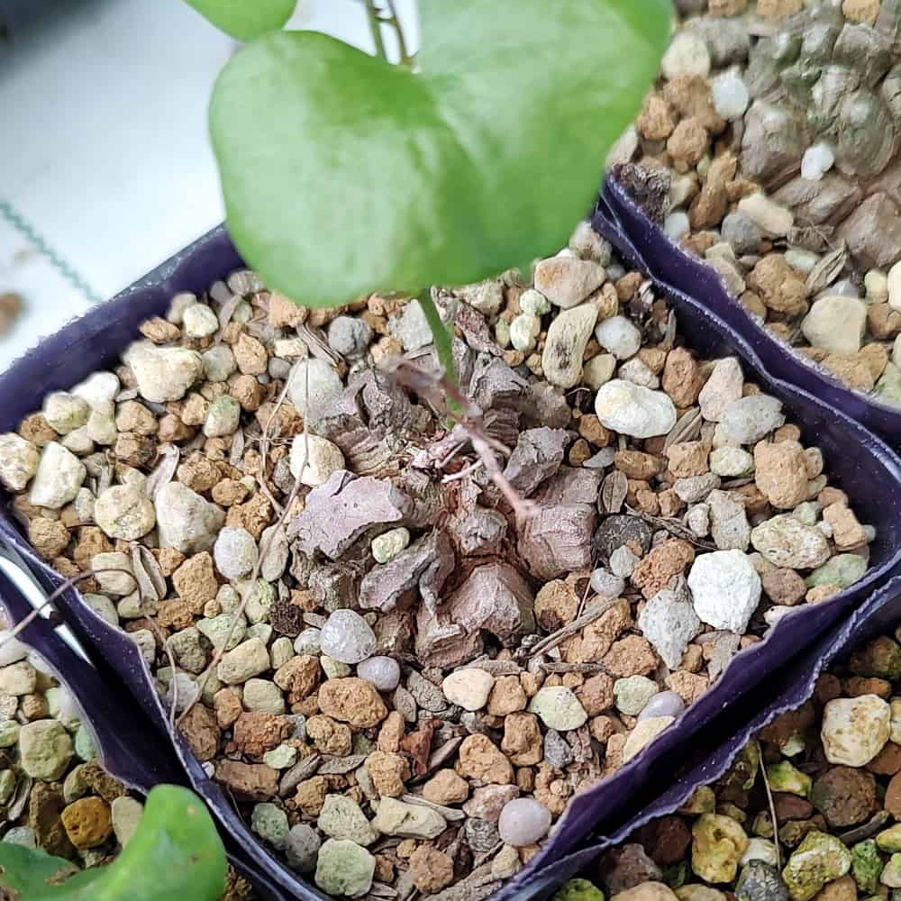 【園主おまかせ・入門株】アフリカ亀甲竜