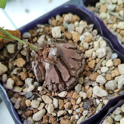 【園主おまかせ・入門株】アフリカ亀甲竜