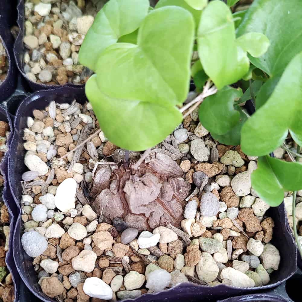 【園主おまかせ・入門株】アフリカ亀甲竜