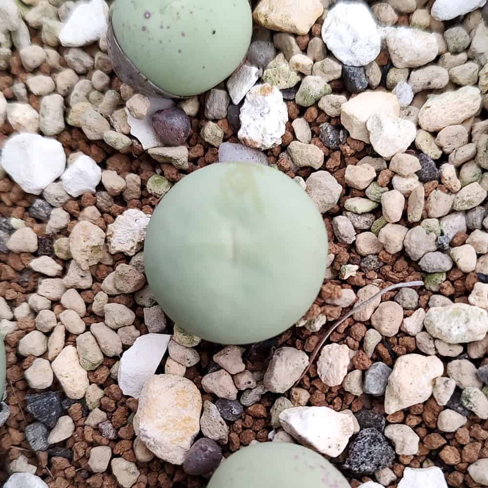 【園主おまかせ・入門株】コノフィツム・カルキュラス Conophytum calculus