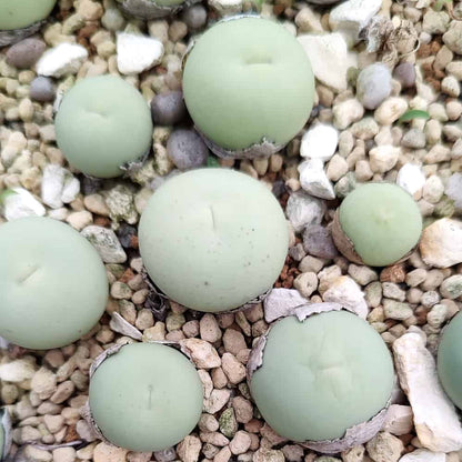 【園主おまかせ・入門株】コノフィツム・カルキュラス Conophytum calculus