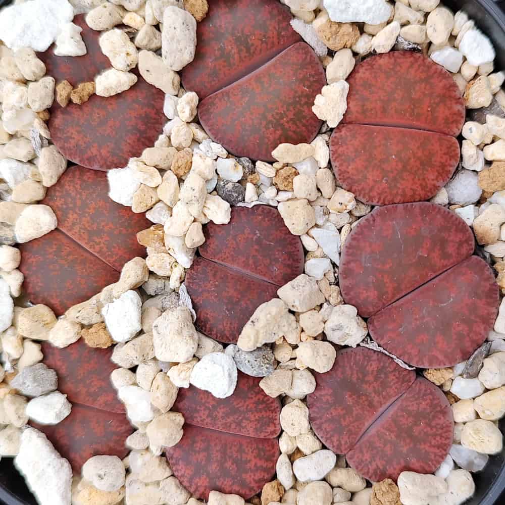 【園主おまかせ・入門株】リトープス・フレッドレッドヘッド 1本