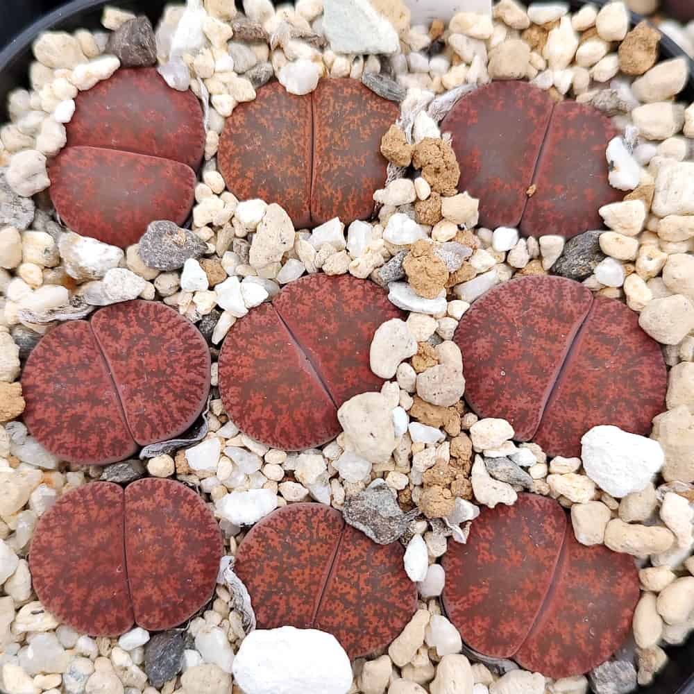 【園主おまかせ・入門株】リトープス・フレッドレッドヘッド 1本