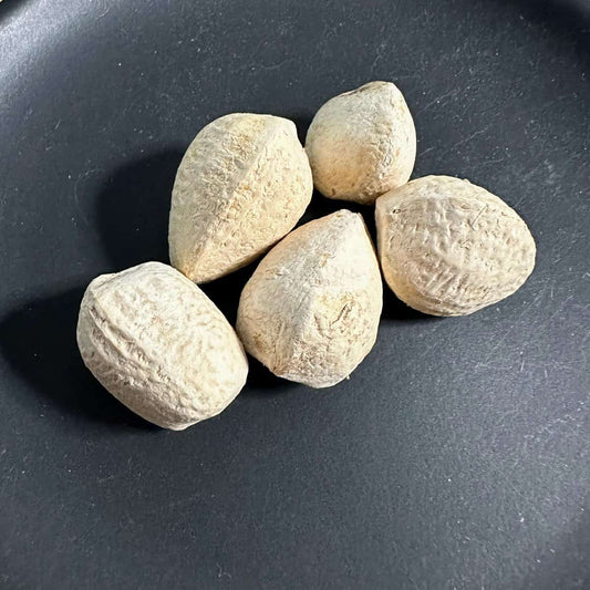 Moringa drouhardii / モリンガ・ドロウハルディー 奇跡の木