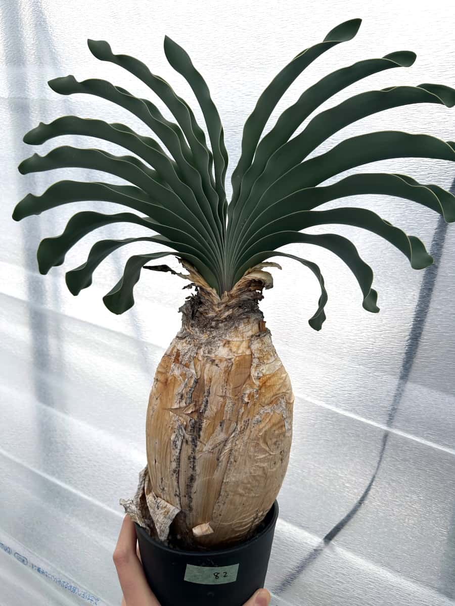 【現品限り】ブーファン・ハエマンソイデス 1年管理 おそらく発根済み【B82】 Boophane haemanthoides